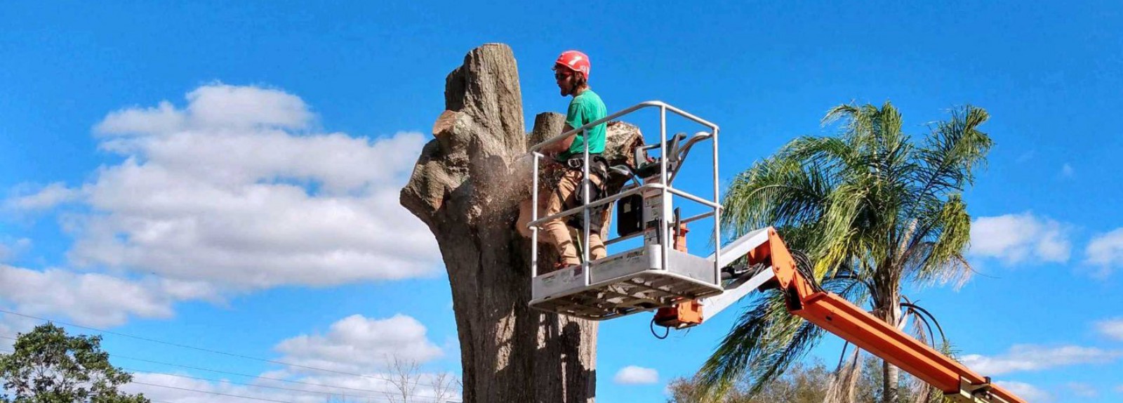 to complete tree removal...