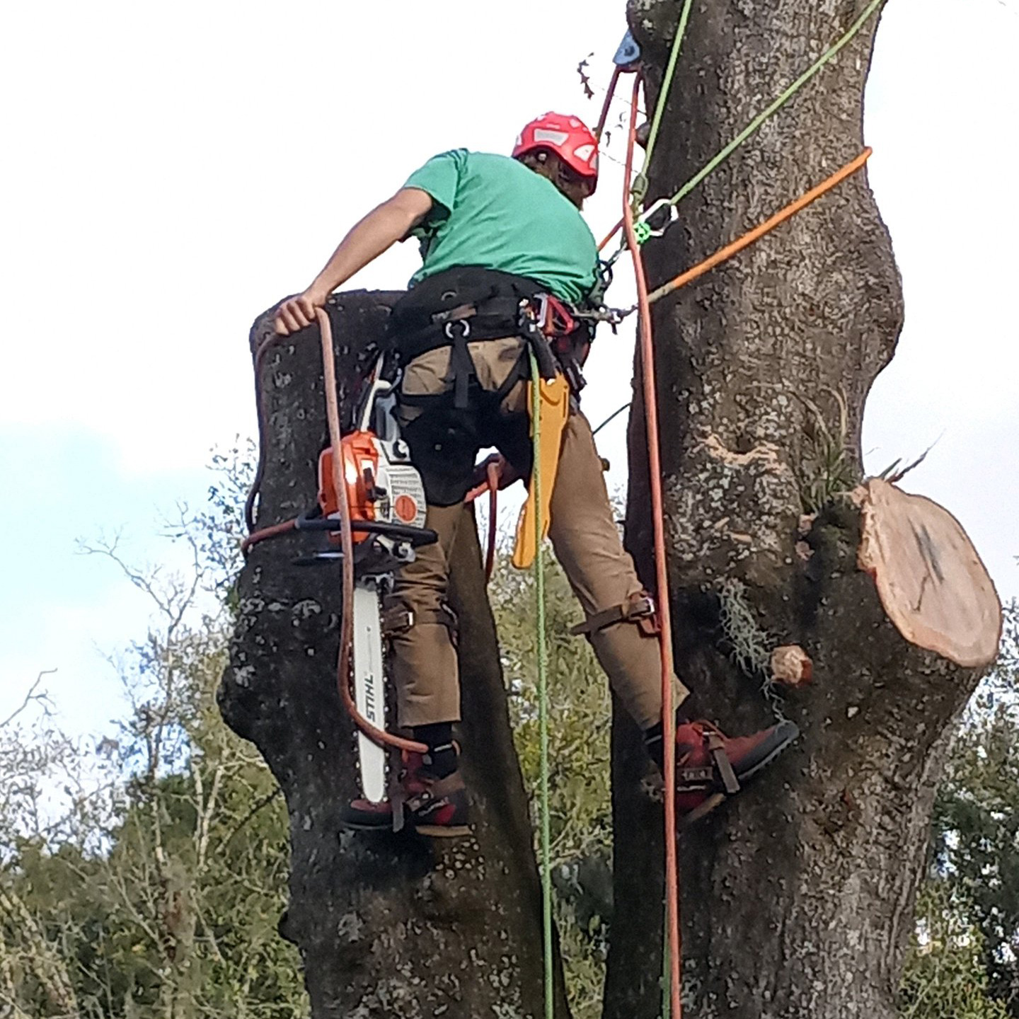 Tree trimming and removal - Daytona Beach, FL