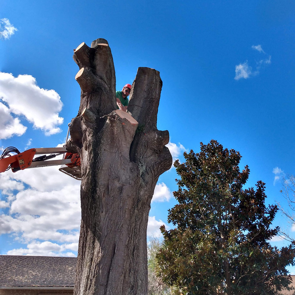 Tree trimming and removal - DeLand, FL