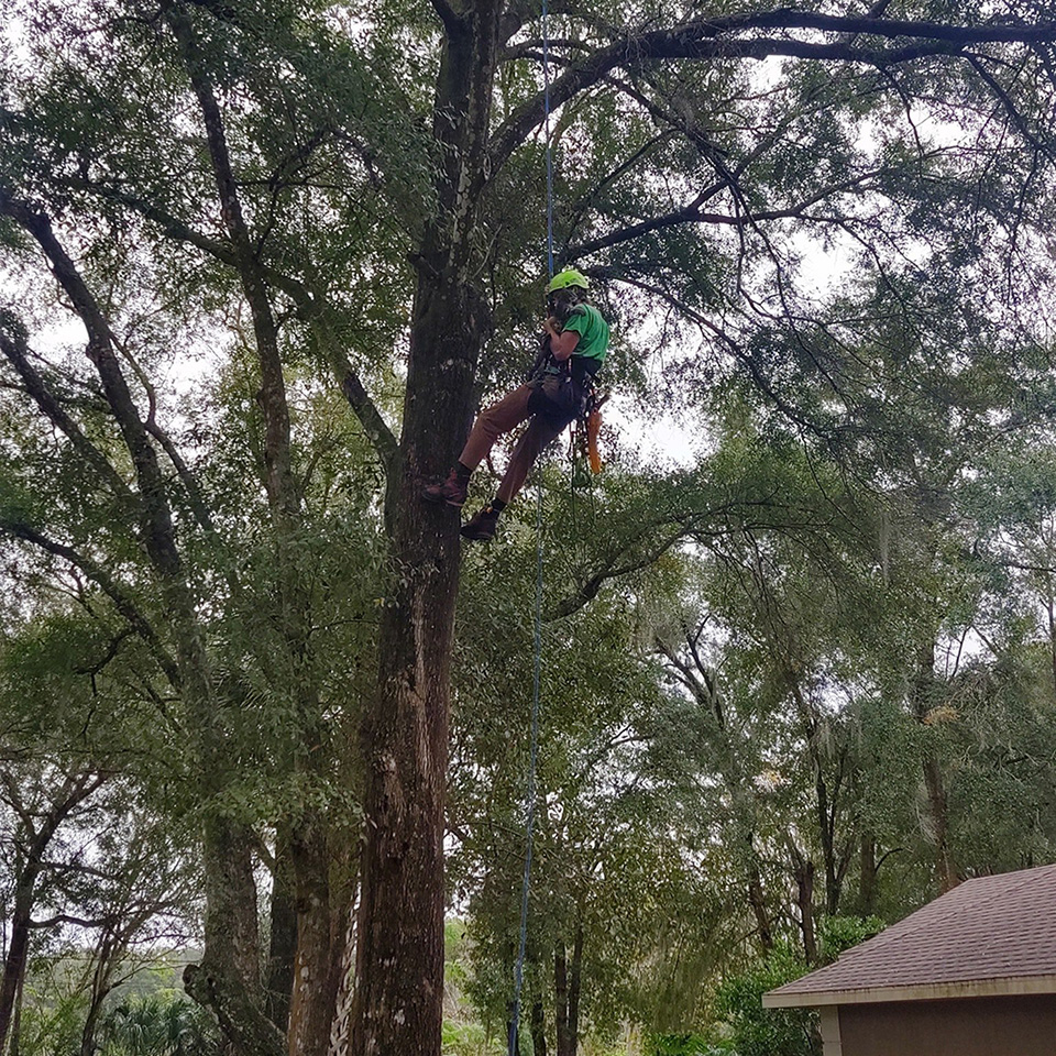 Tree trimming and removal - Deltona, FL