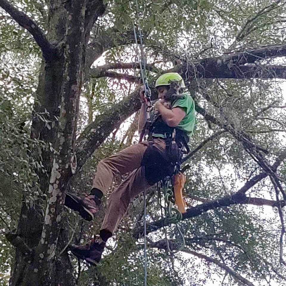 Tree trimming and removal - Lake Helen, FL