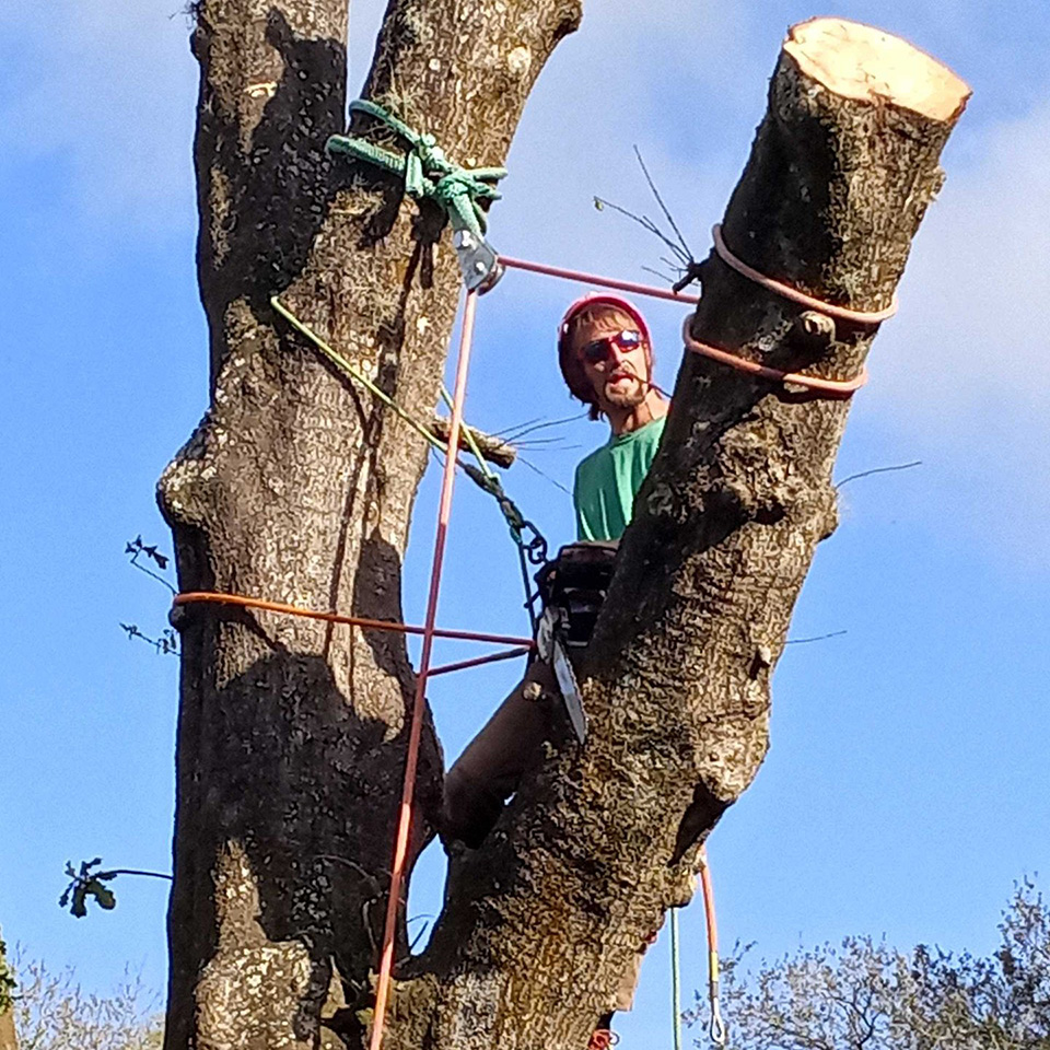 Tree trimming and removal - New Smyrna Beach, FL