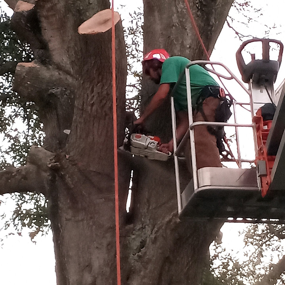 Tree trimming and removal - Orange City, FL
