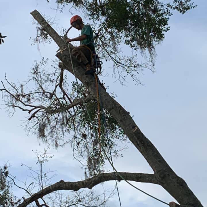 Tree trimming and removal - Ormond Beach, FL