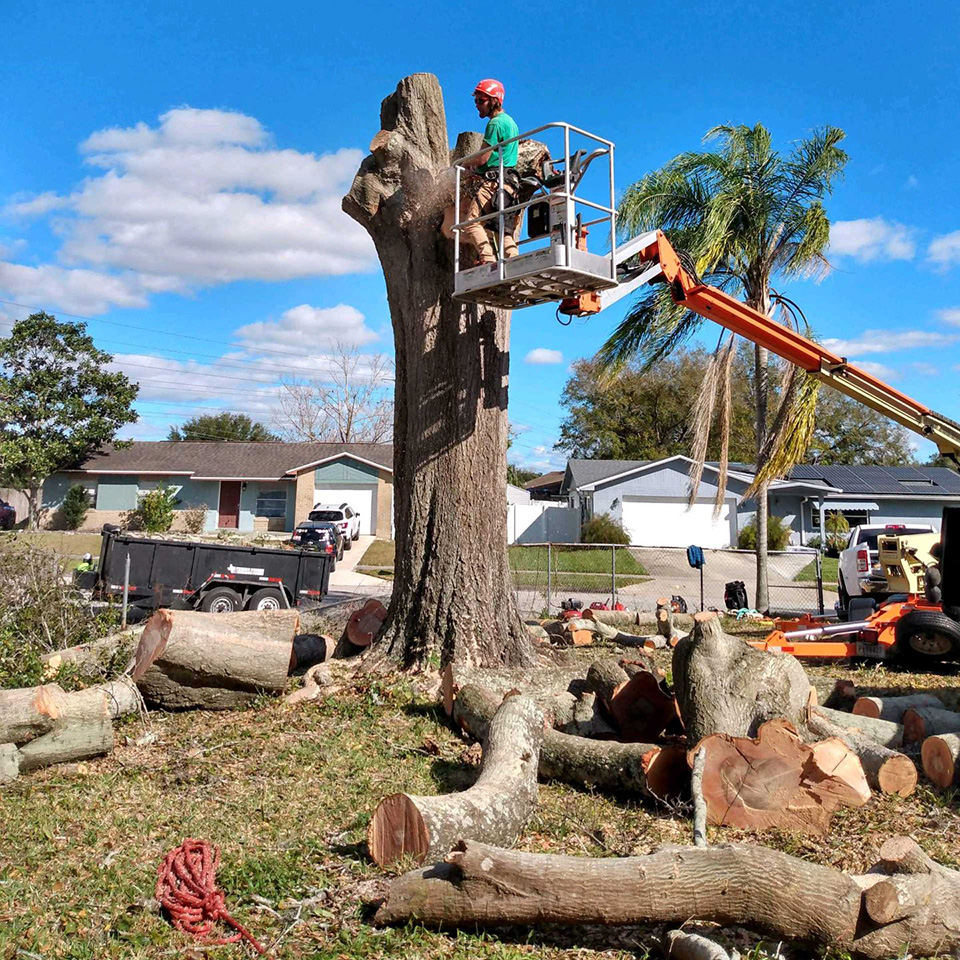 Tree trimming and removal - Port Orange, FL