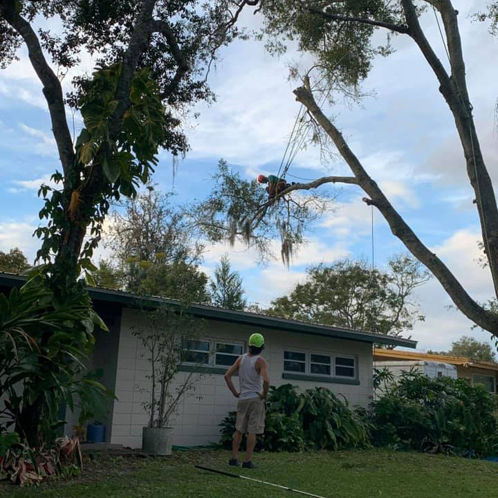 Tree trimming and removal - Sanford, FL